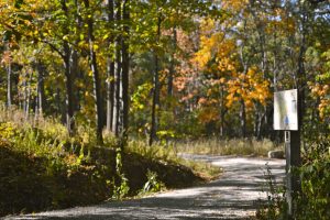 Walking path through trees. Path to recovery