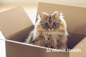 A fluffy cat sitting in a cardboard box