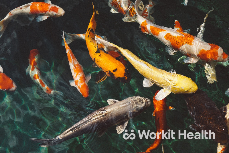 Koi fish swimming together. Image illustrates how we're immersed in our workplace culture.