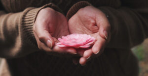 Closeup on the hands of a person in a brown sweater, which are cradling a pink, many petalled flower.