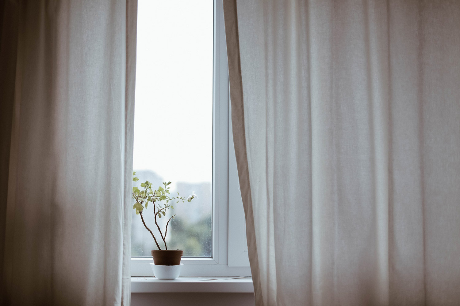 plant-on-window-ledge
