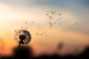 A dandelion puff against the sunset, several seeds blowing away