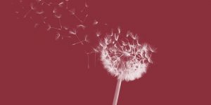 Dandelion fluff blowing. Changes in your first year sober