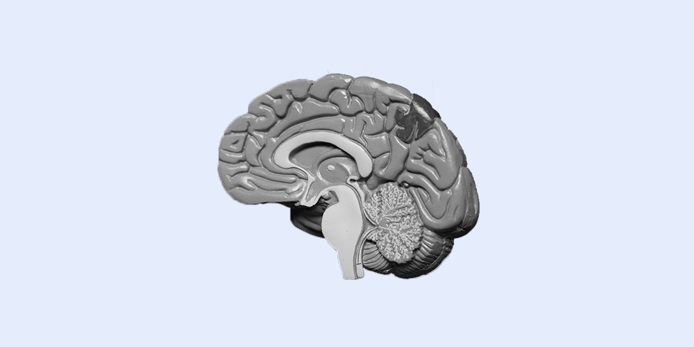 Grayscale illustartion of a brain on a pale blue background. Dopamine Detox Intermediate