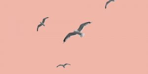 Birds on a peach background. Forgiveness: A key to recovery