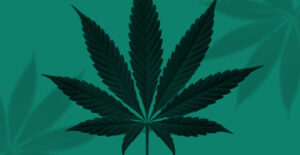 Cannabis leaf against a green background. What Biden's marijuana policy really means