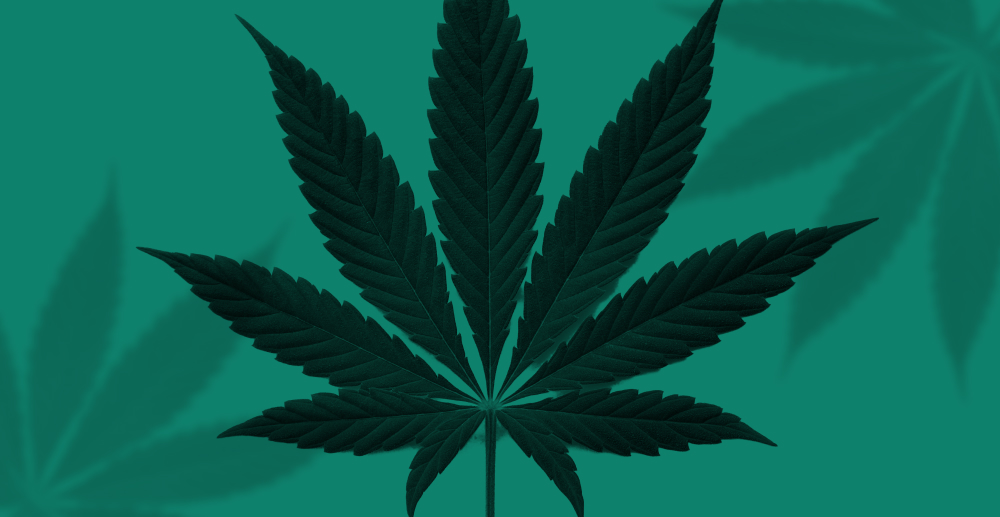 Cannabis leaf against a green background. What Biden's marijuana policy really means