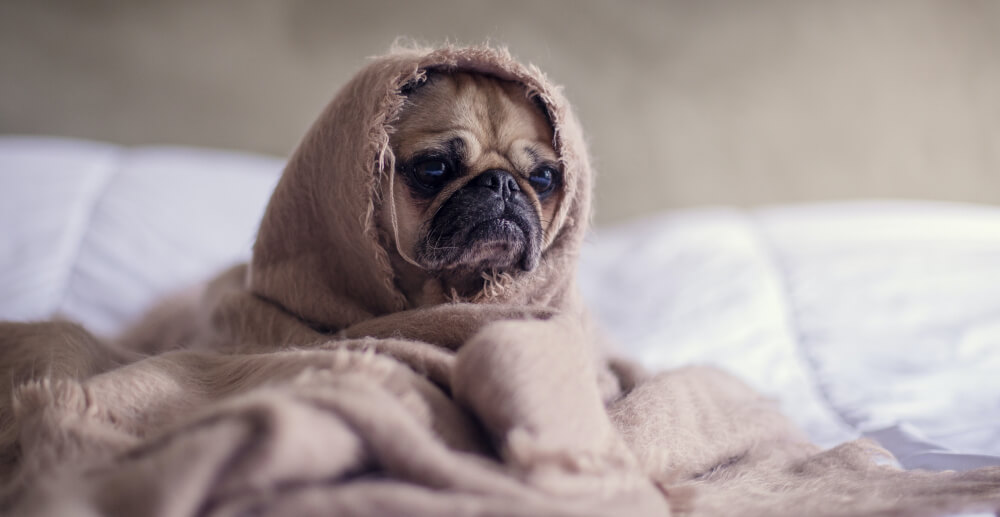 Small pug dog on a bed, with a beige blanket wrapped around it so only its face is visible. Addiction sabotages sleep