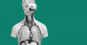 Model of the physical systems of the body. How meth affects overall health.