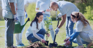 A group of volunteers in jeans and t-shirts cooperate to plant a young tree.