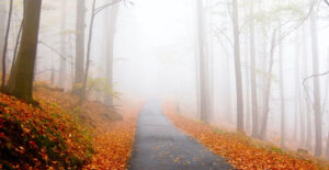On a foggy autumn day, the trees are bare on either side of a path lined with orange leaves.