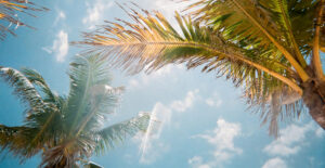 Looking up at a sunny blue sky with a few small clouds, with palm trees blocking some bits of the sky.