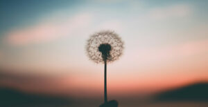 A dandelion clock held in front of a pastel sunset.