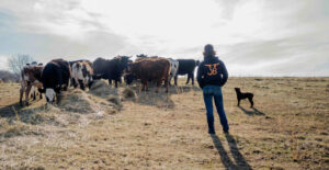 A small dog and a person in a hoodie and jeans stand in a field with their back to the camera. They are facing a herd of cows eating hay.