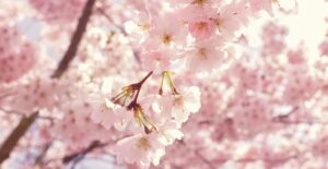Pink cherry blossoms on a tree