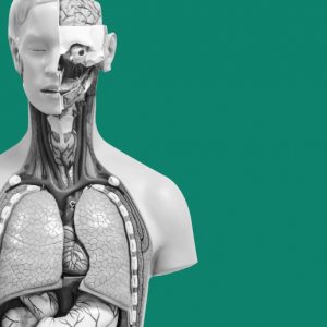 Model of the physical systems of the body. How meth affects overall health.