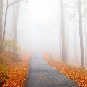 On a foggy autumn day, the trees are bare on either side of a path lined with orange leaves.