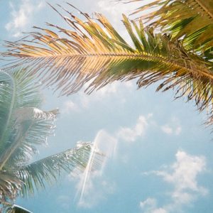 Looking up at a sunny blue sky with a few small clouds, with palm trees blocking some bits of the sky.