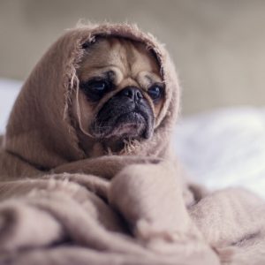 Small pug dog on a bed, with a beige blanket wrapped around it so only its face is visible. Addiction sabotages sleep