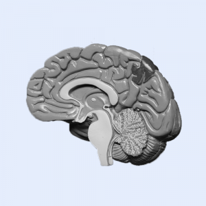 Cross-section of a brain on a pale blue background. Opioids and the brain