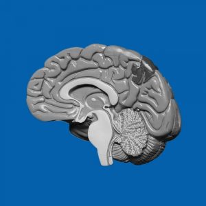 blog-brain