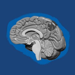 Grayscale illustration of a brain on a dark blue background. Dopamine detox time theorist
