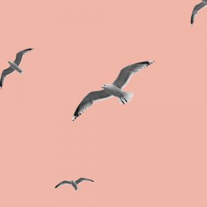 Birds on a peach background. Forgiveness: A key to recovery