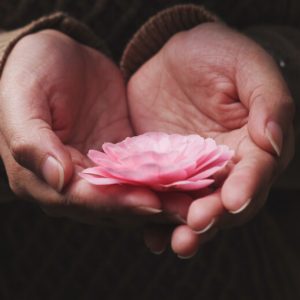Closeup on the hands of a person in a brown sweater, which are cradling a pink, many petalled flower.