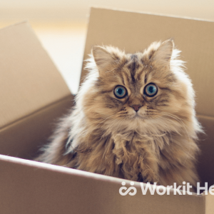 A fluffy cat sitting in a cardboard box