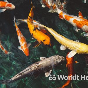 Koi fish swimming together. Image illustrates how we're immersed in our workplace culture.