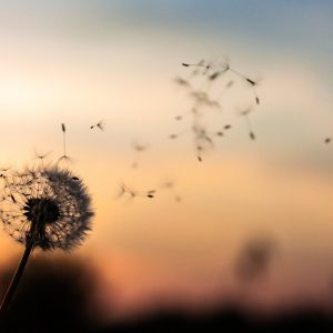 A dandelion puff against the sunset, several seeds blowing away