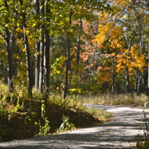 Walking path through trees. Path to recovery